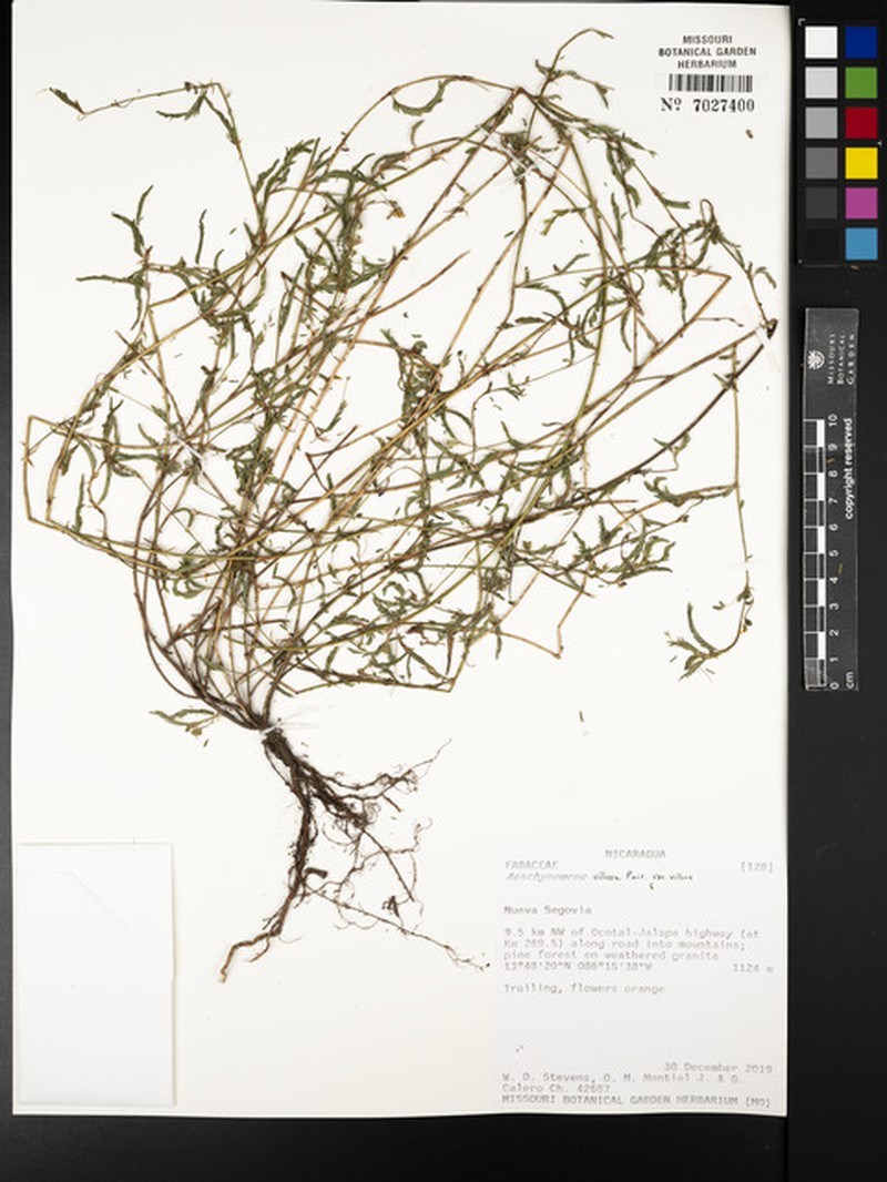 Aeschynomene villosa var. villosa photo 5