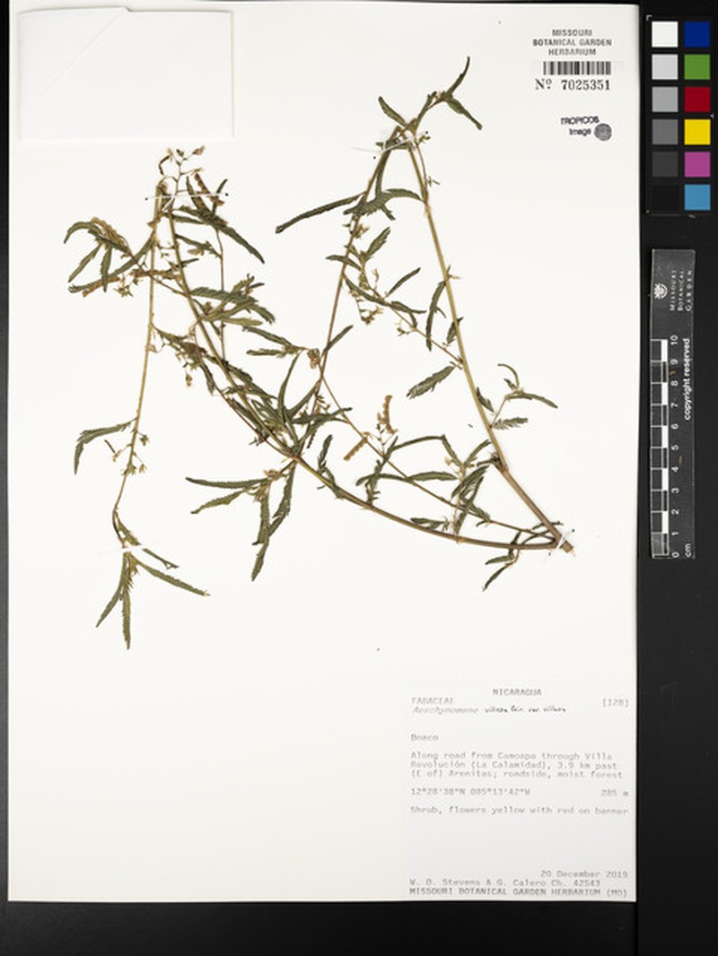 Aeschynomene villosa var. villosa photo 6