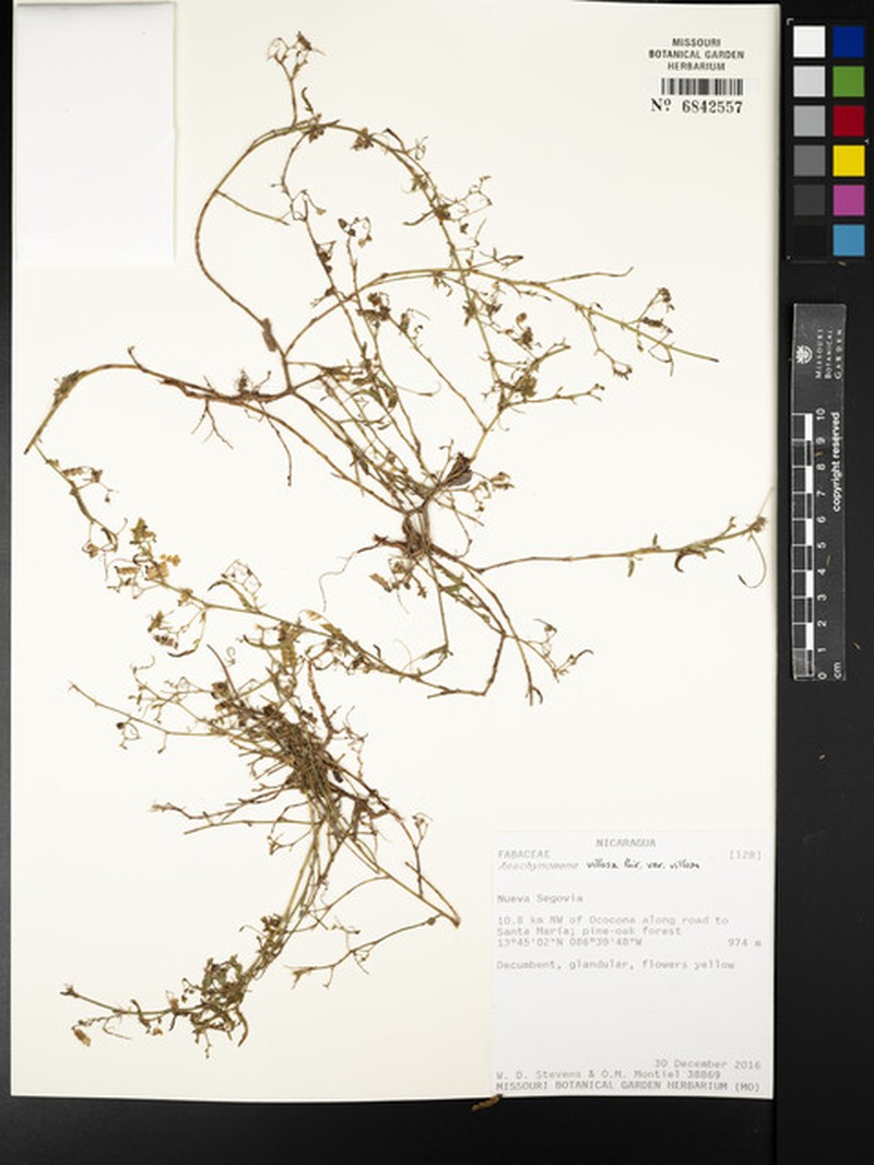 Aeschynomene villosa var. villosa photo 8