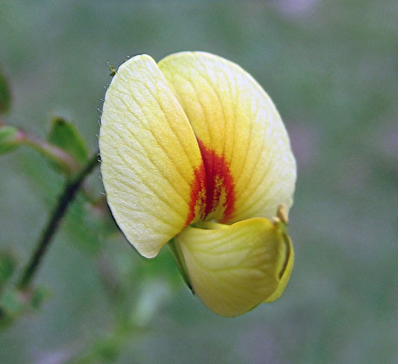 Virginia Jointvetch photo 2