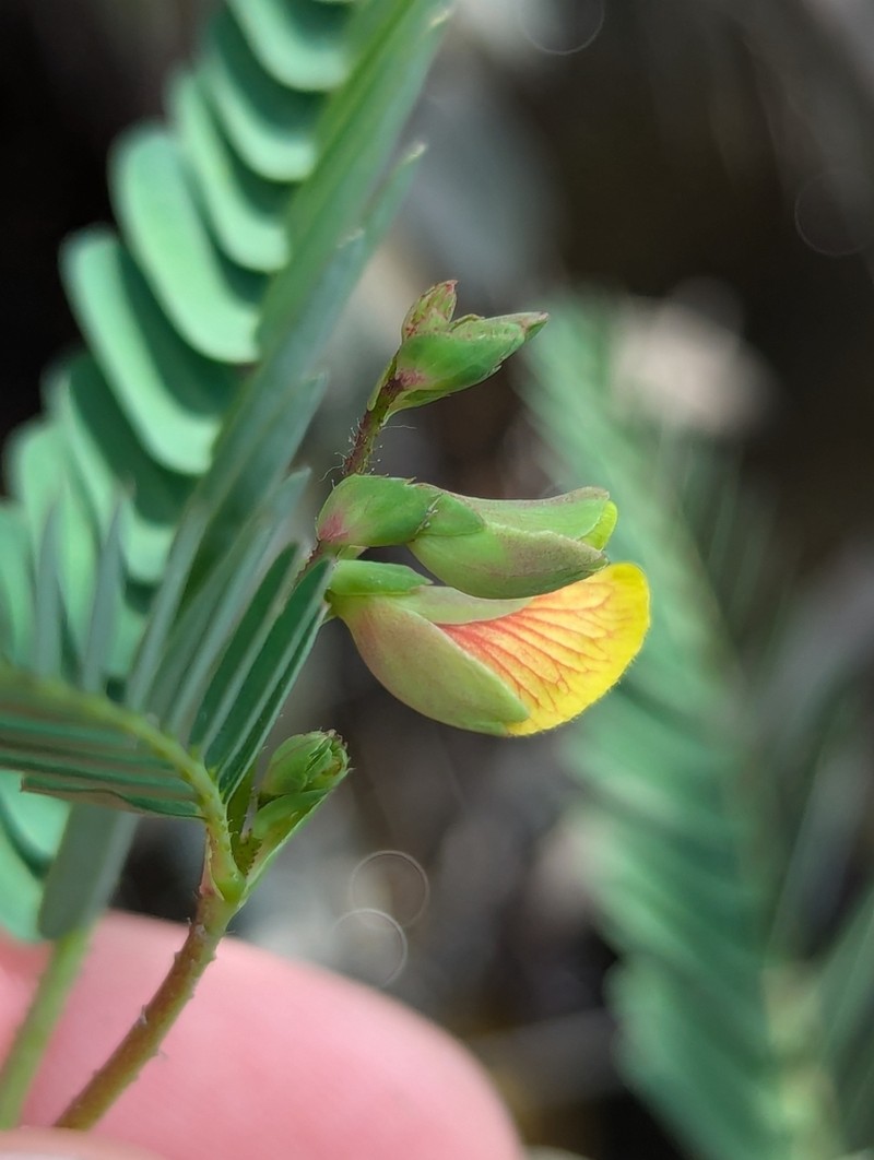 Virginia Jointvetch photo 5