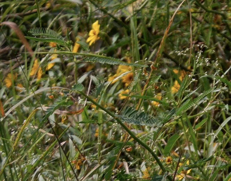 Virginia Jointvetch photo 6