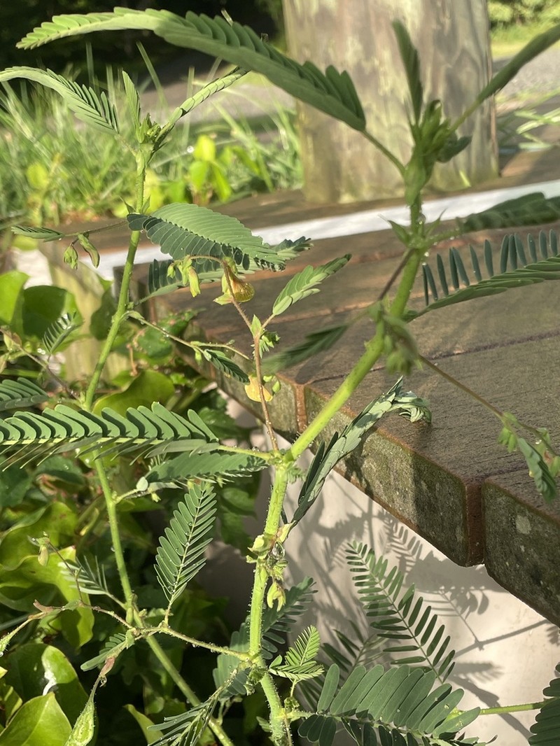 Virginia Jointvetch photo 7