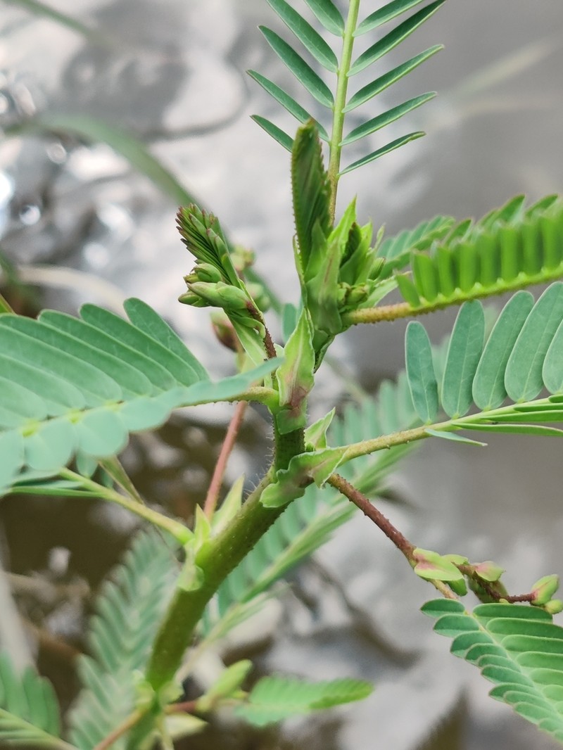 Virginia Jointvetch photo 8