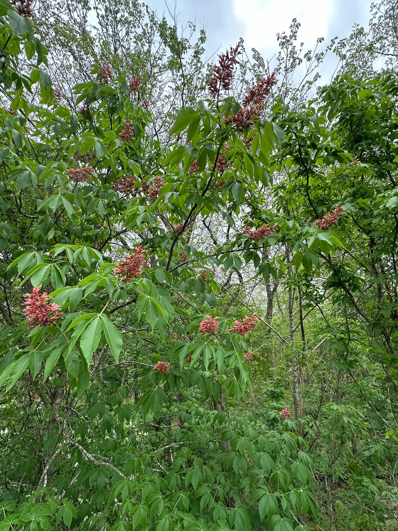 Buckeye photo 4