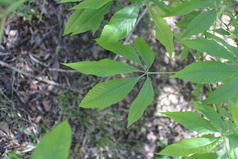 Buckeye photo 5