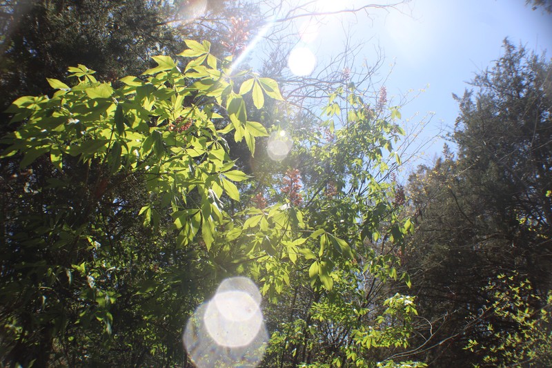 Buckeye photo 6