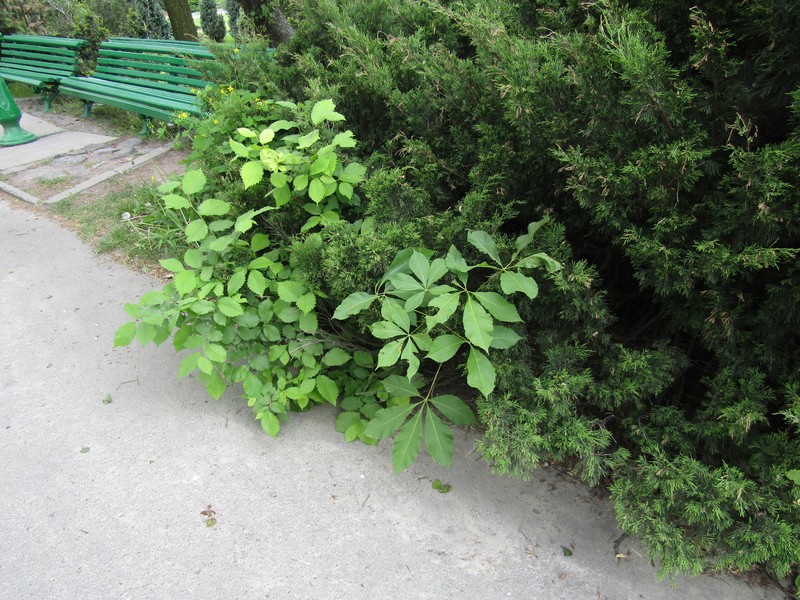 Buckeye