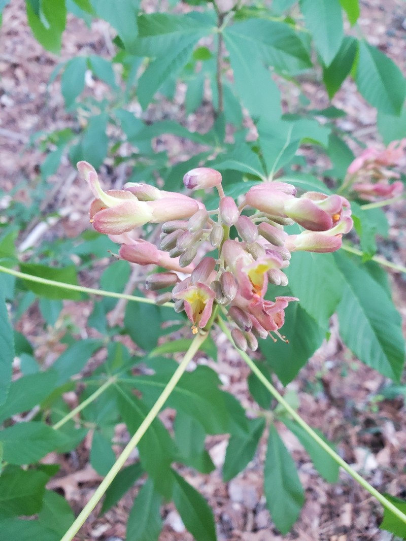 Buckeye