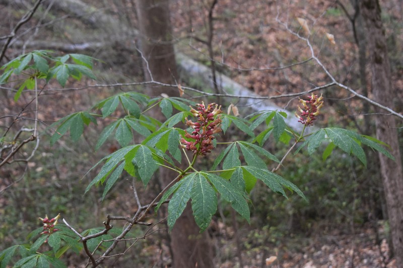 Buckeye photo 3