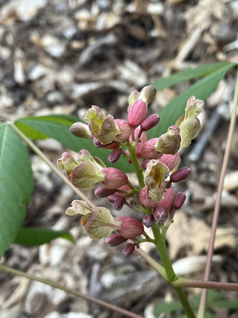 Buckeye photo 6