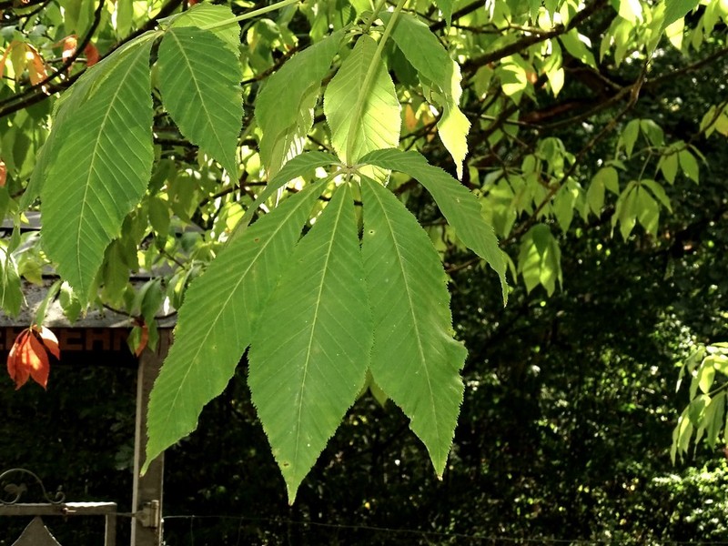 Buckeye