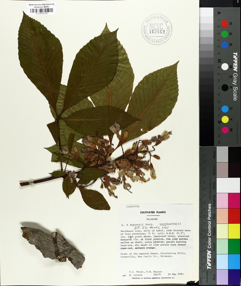 Aesculus × woerlitzensis