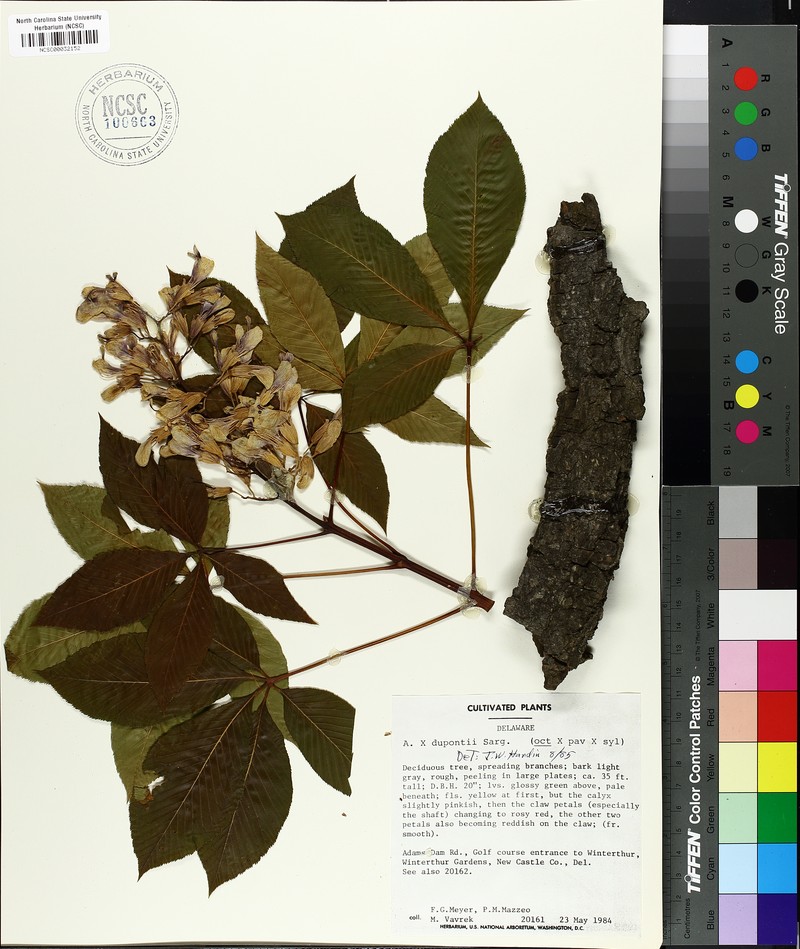 Aesculus × woerlitzensis photo 3