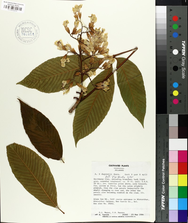 Aesculus × woerlitzensis photo 4