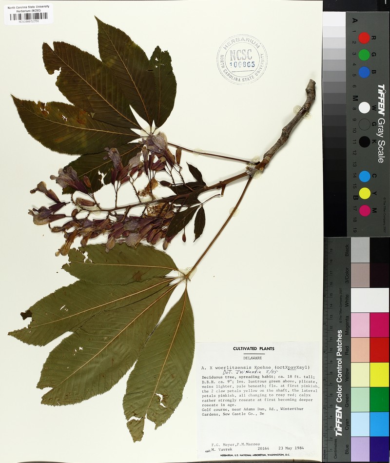 Aesculus × woerlitzensis photo 5