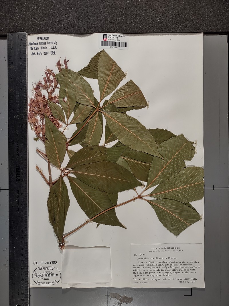 Aesculus × woerlitzensis photo 6