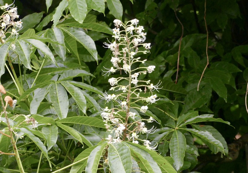 Aesculus assamica