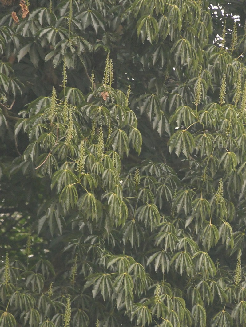 Aesculus assamica photo 2