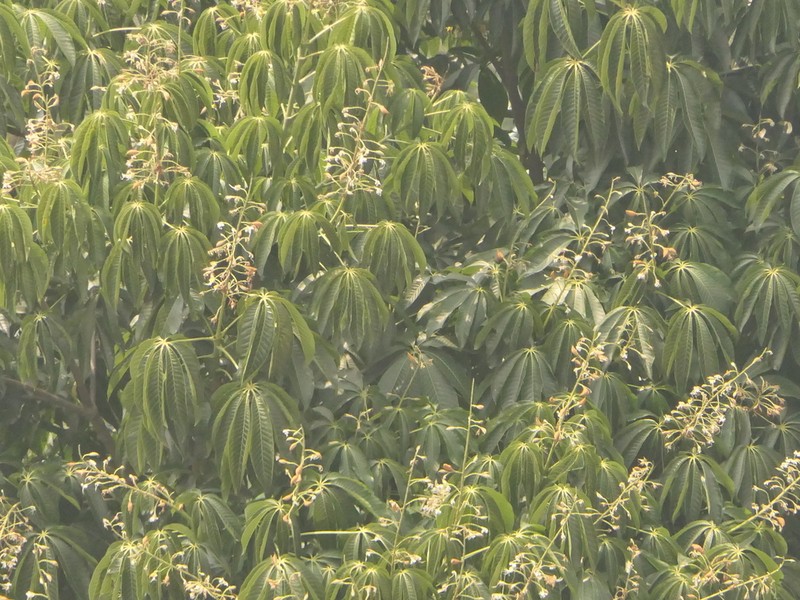 Aesculus assamica photo 3