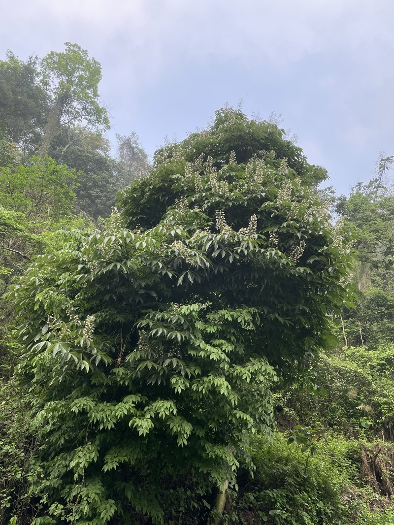 Aesculus assamica photo 4