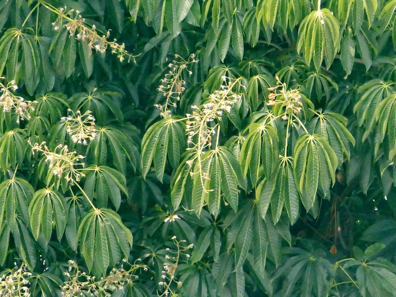 Aesculus assamica photo 5