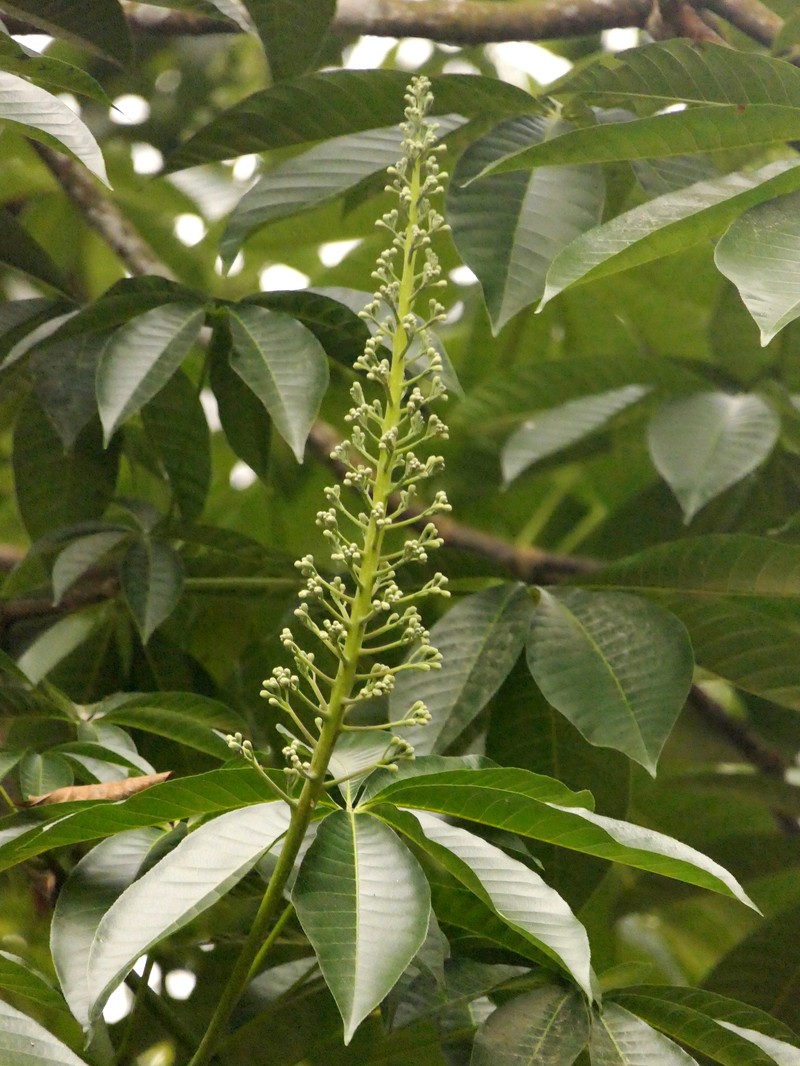 Aesculus assamica photo 6
