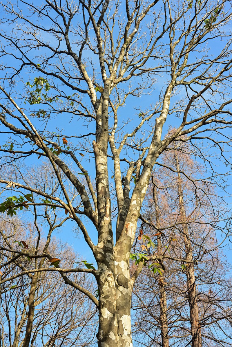 Aesculus assamica photo 8