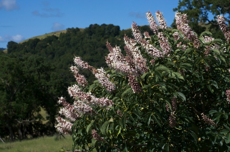 California Buckeye
