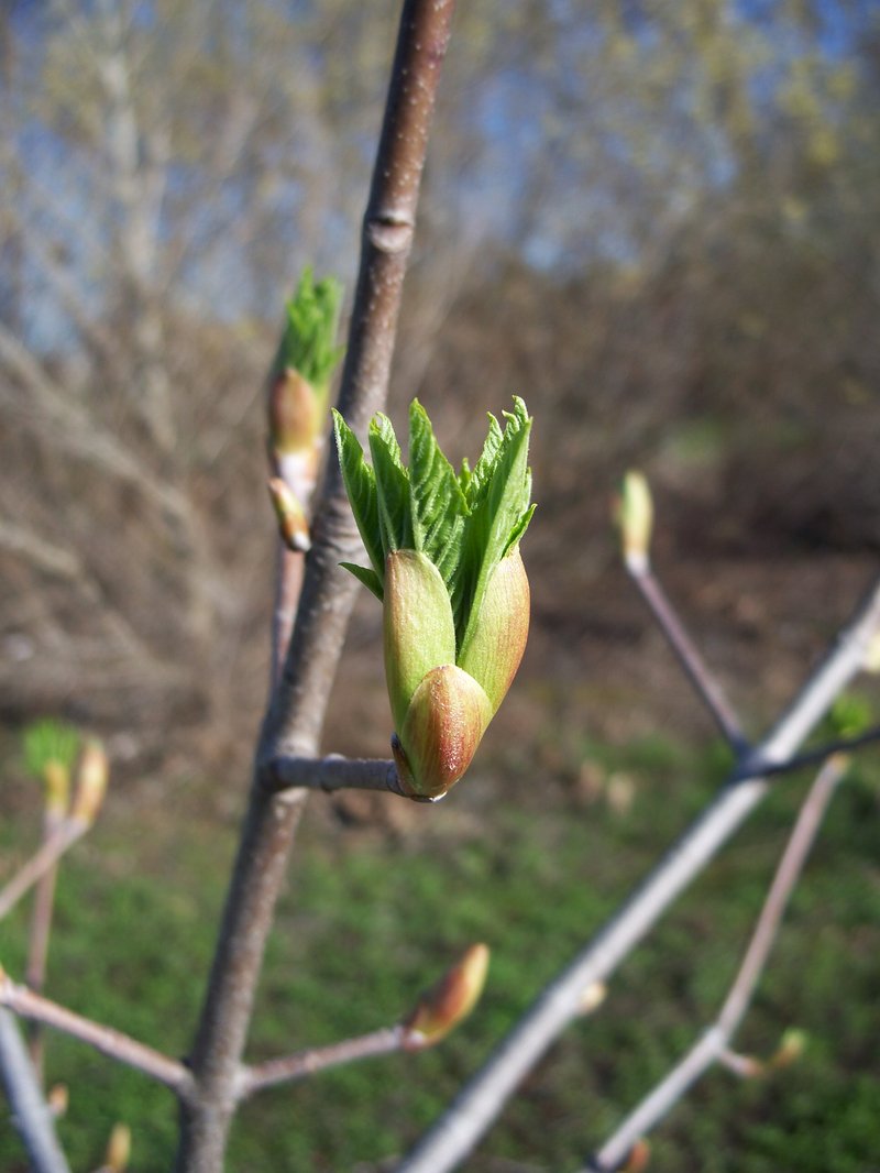 California Buckeye photo 4