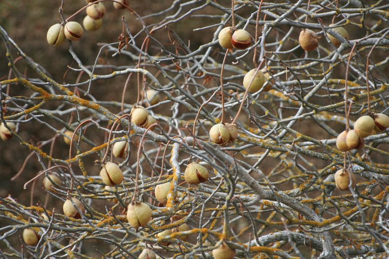 California Buckeye photo 6