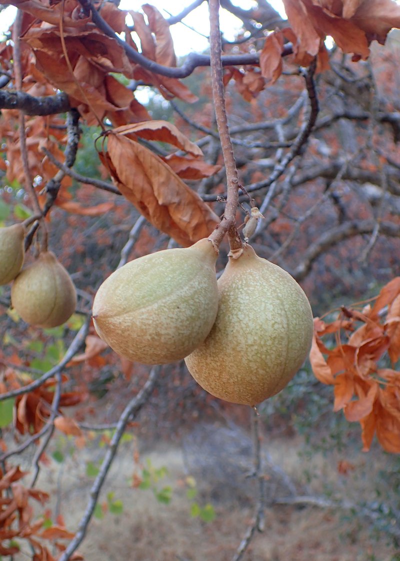 California Buckeye photo 7