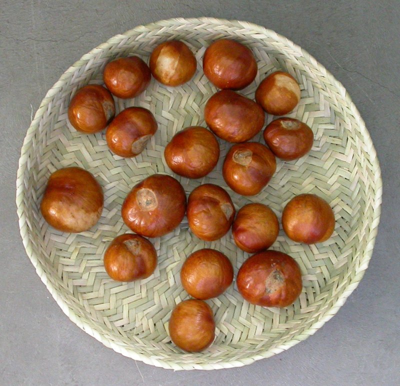 California Buckeye photo 8