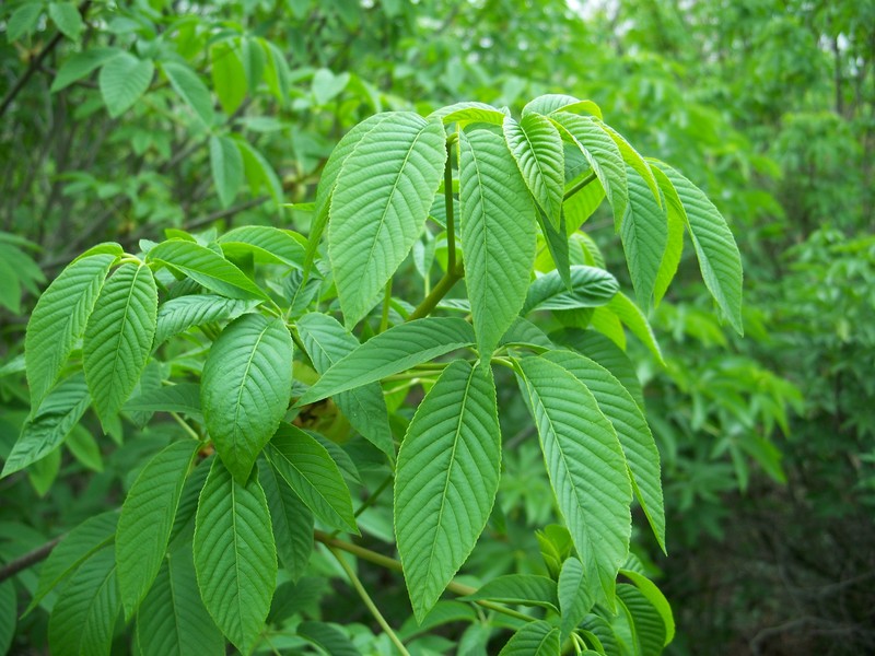 California Buckeye photo 2