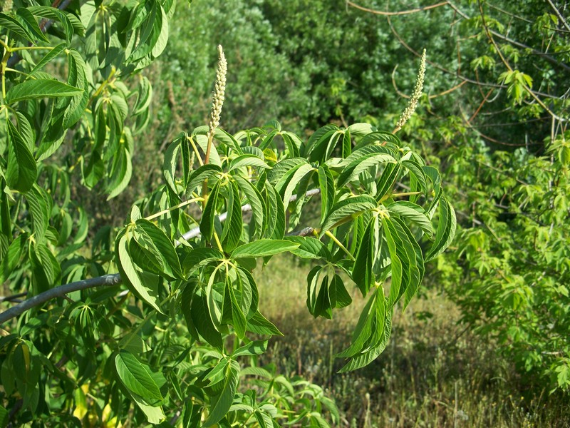 California Buckeye photo 3