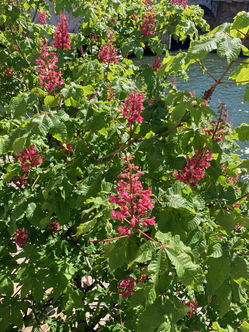 Red Horse-Chestnut photo 2