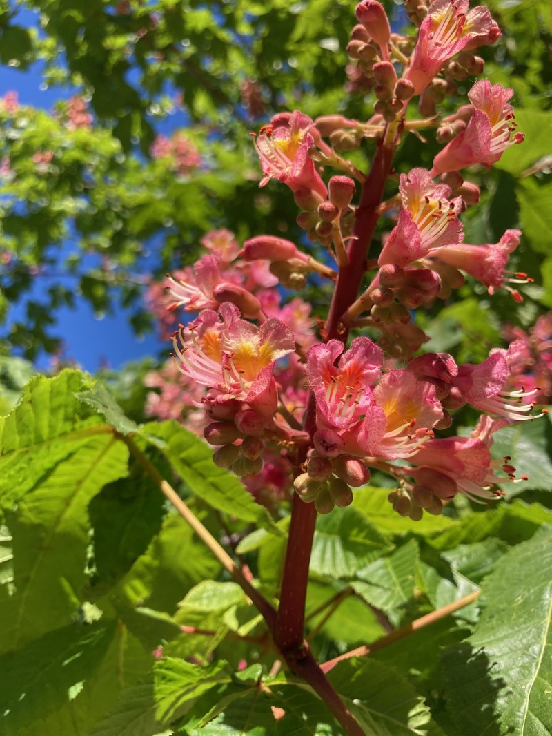 Red Horse-Chestnut photo 3