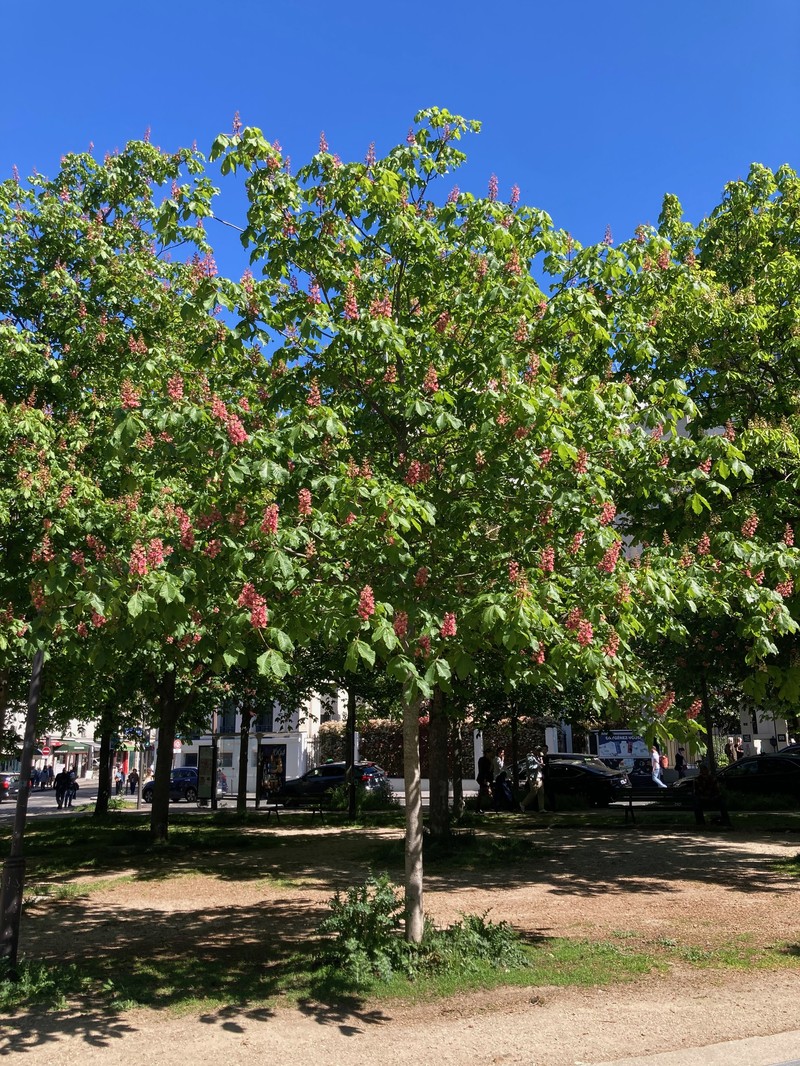 Red Horse-Chestnut photo 4