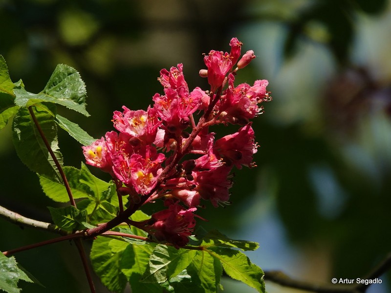 Red Horse-Chestnut photo 6