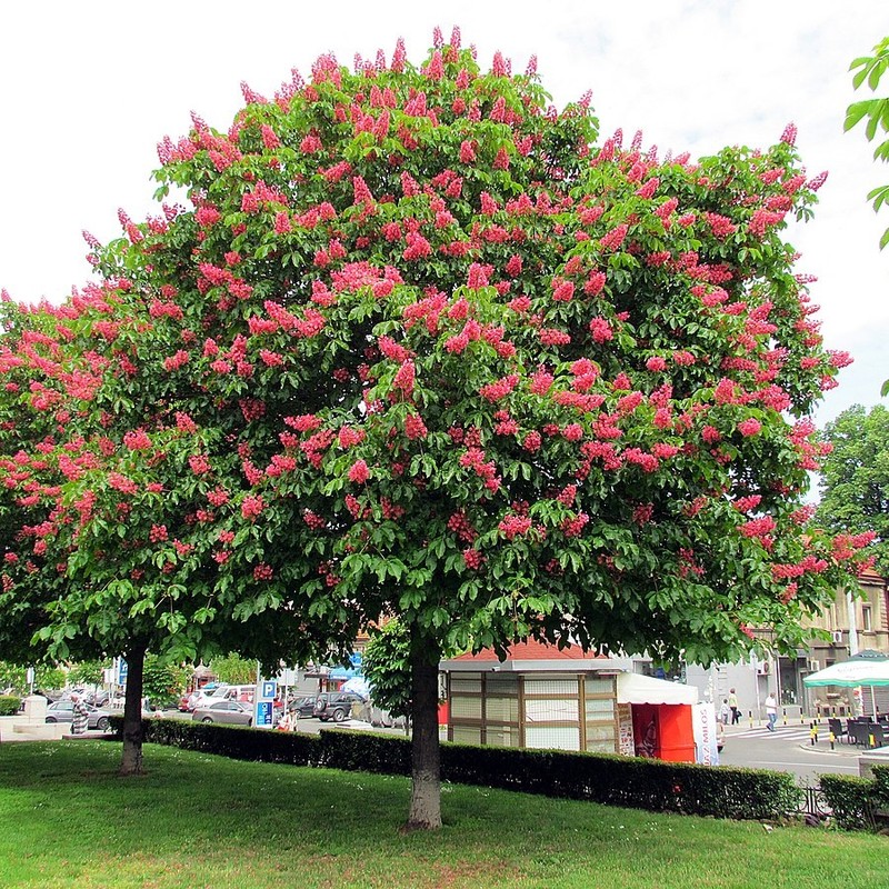 Red Horse-Chestnut