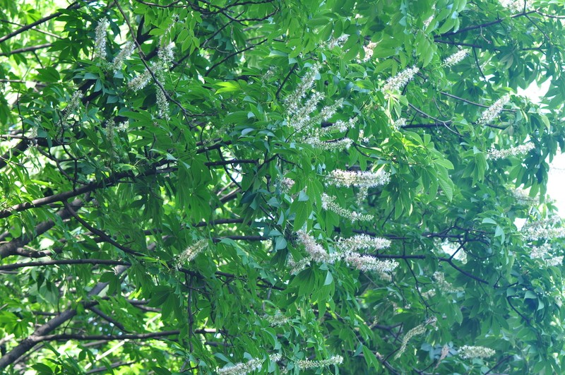 Aesculus chinensis photo 2