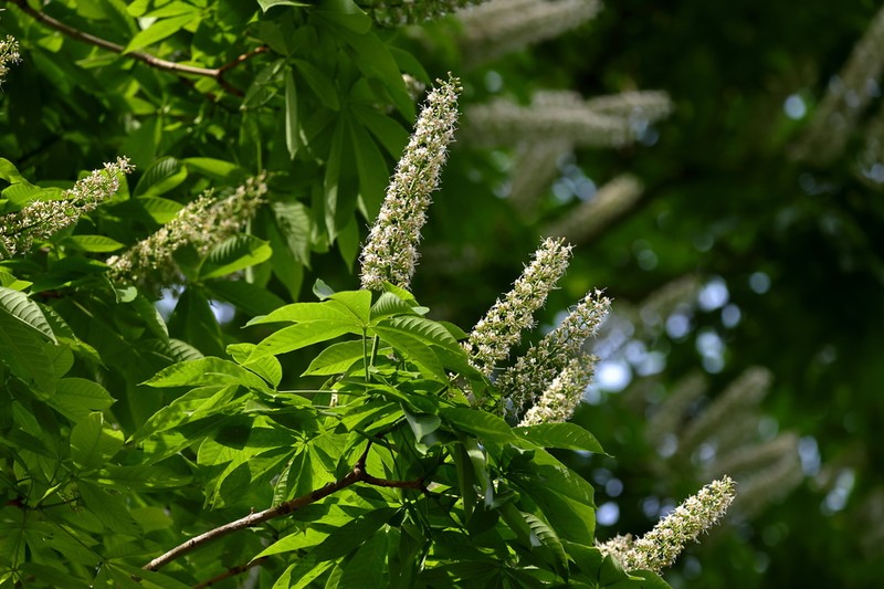 Aesculus chinensis photo 3