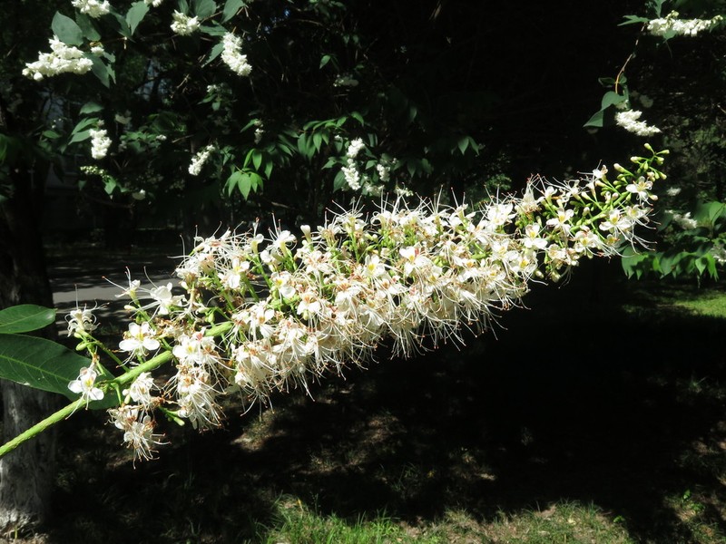 Aesculus chinensis photo 4