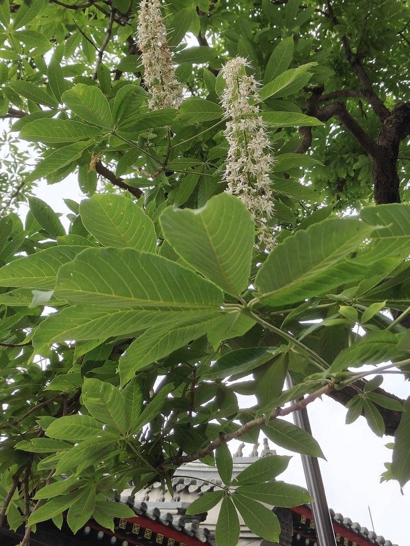 Aesculus chinensis photo 5