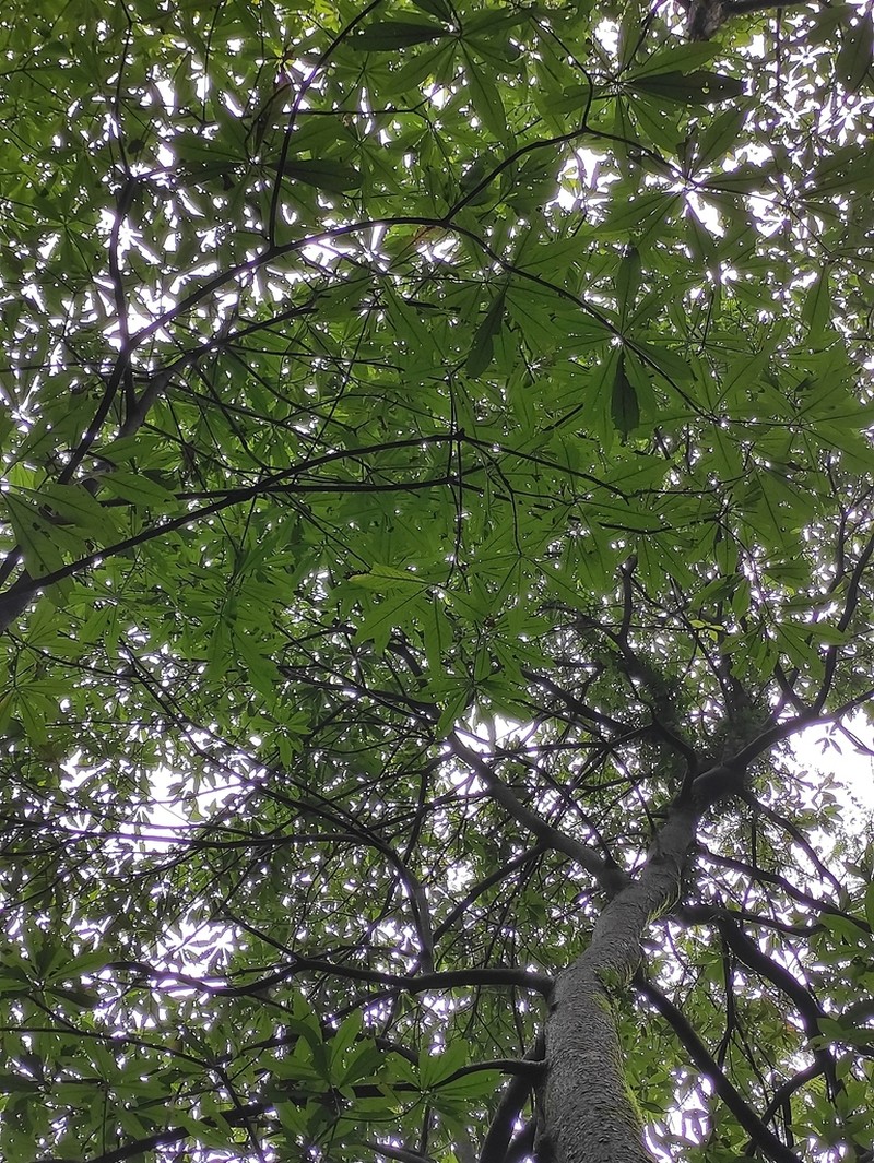 Aesculus chinensis photo 6