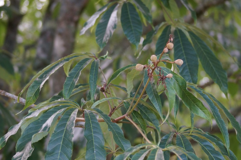 Aesculus chinensis photo 7