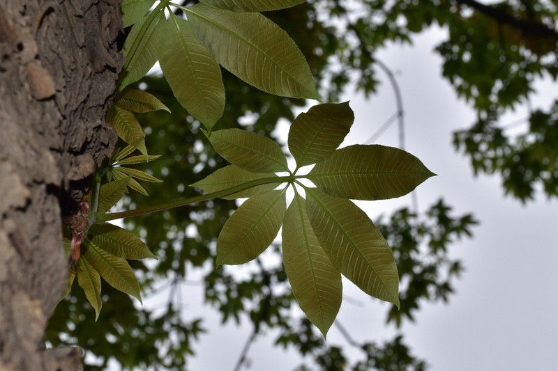 Aesculus chinensis photo 8