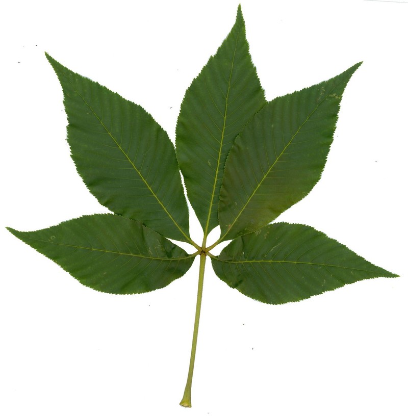 Yellow Buckeye photo 3