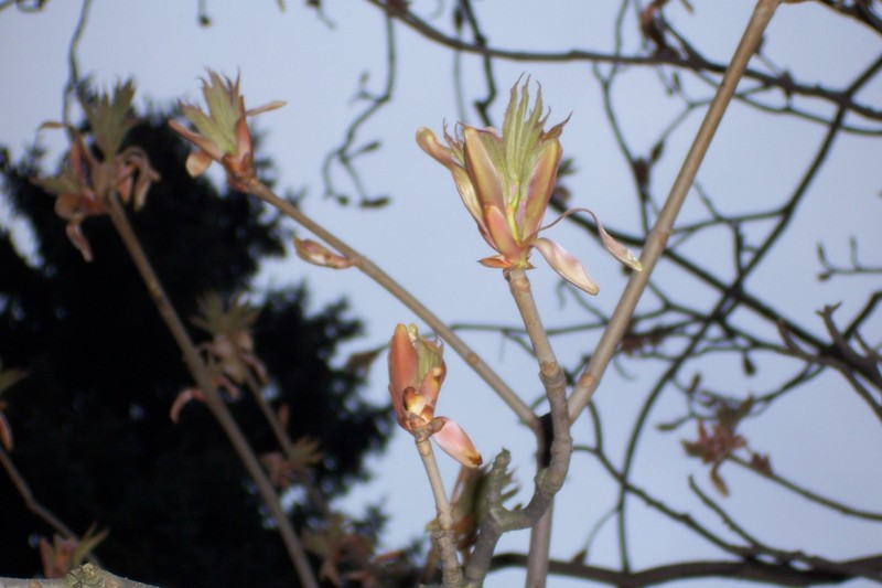 Yellow Buckeye photo 5