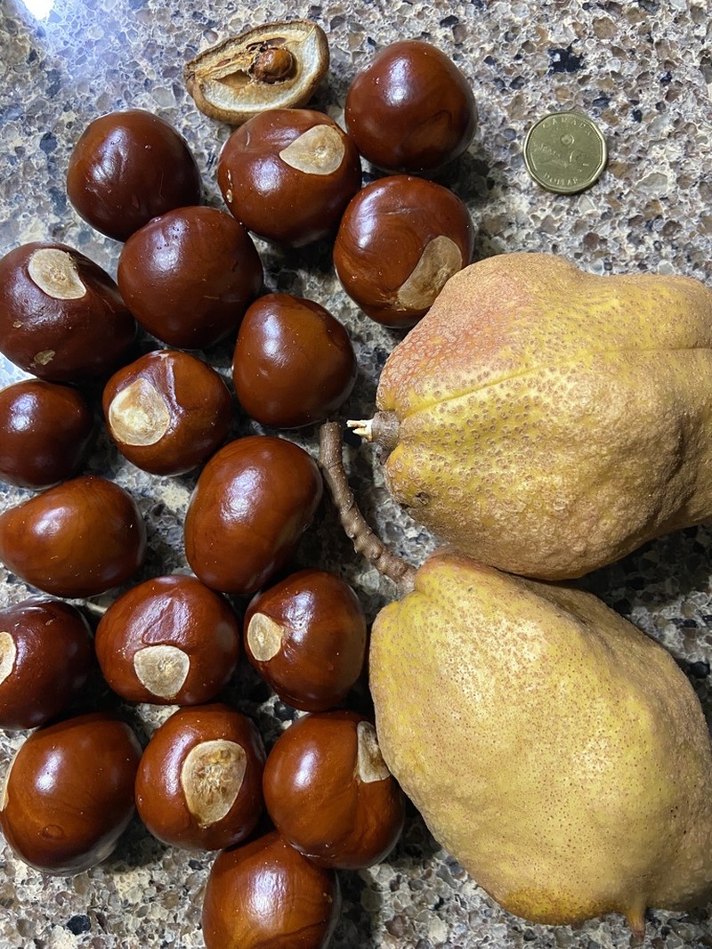 Yellow Buckeye photo 6